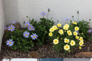 築80年の長屋を「碧の家 」に〈リノベーション〉‐13‐幸せの青い花