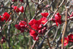 深紅の花は、ボケの花‐1774‐