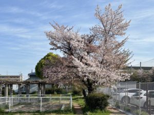 残り桜とクマバチ‐2104‐