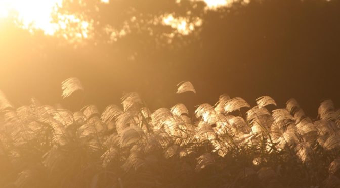 ススキ、夕焼け、秋の奈良‐2054‐