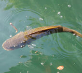 下北山村の古民家